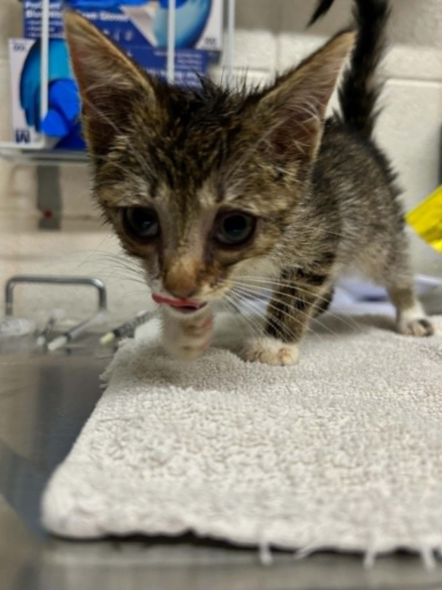 Picture of the Animal Listed