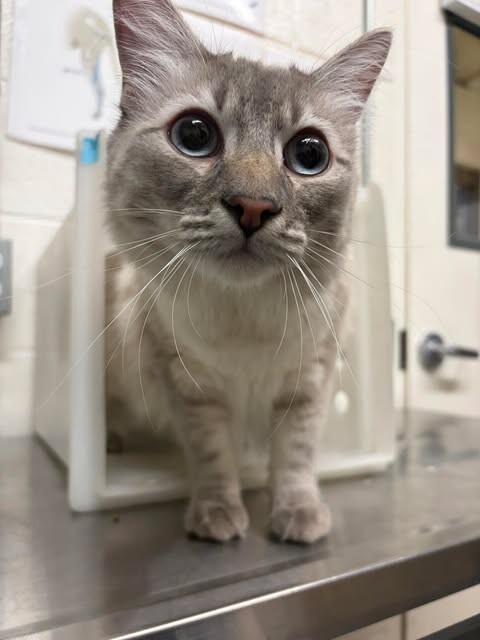 Picture of the Animal Listed