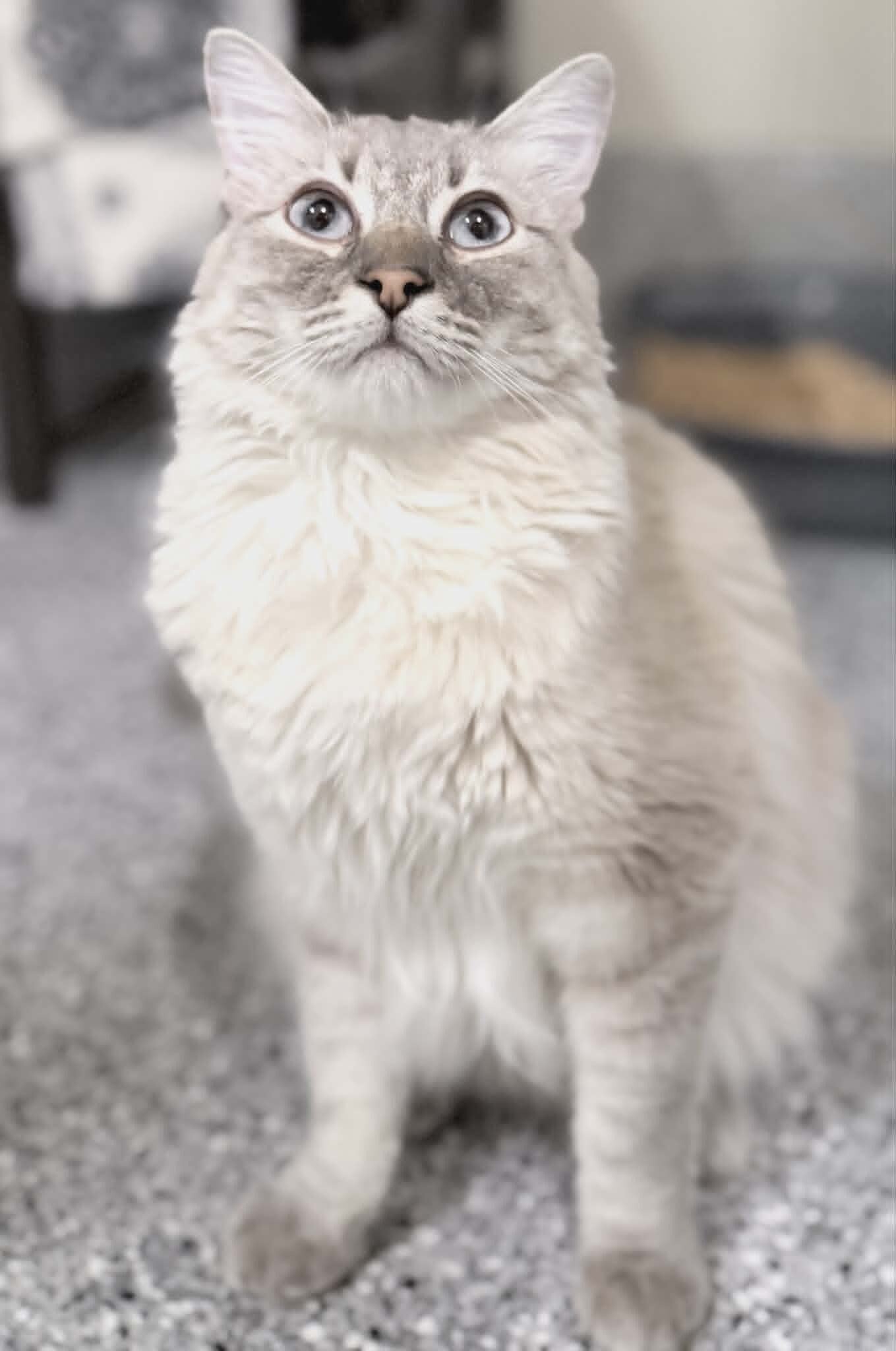 Picture of the Animal Listed