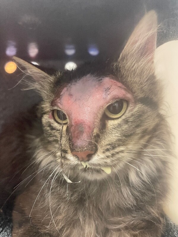Picture of the Animal Listed