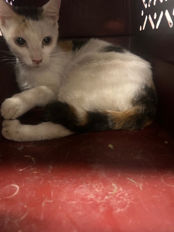 Picture of the Animal Listed