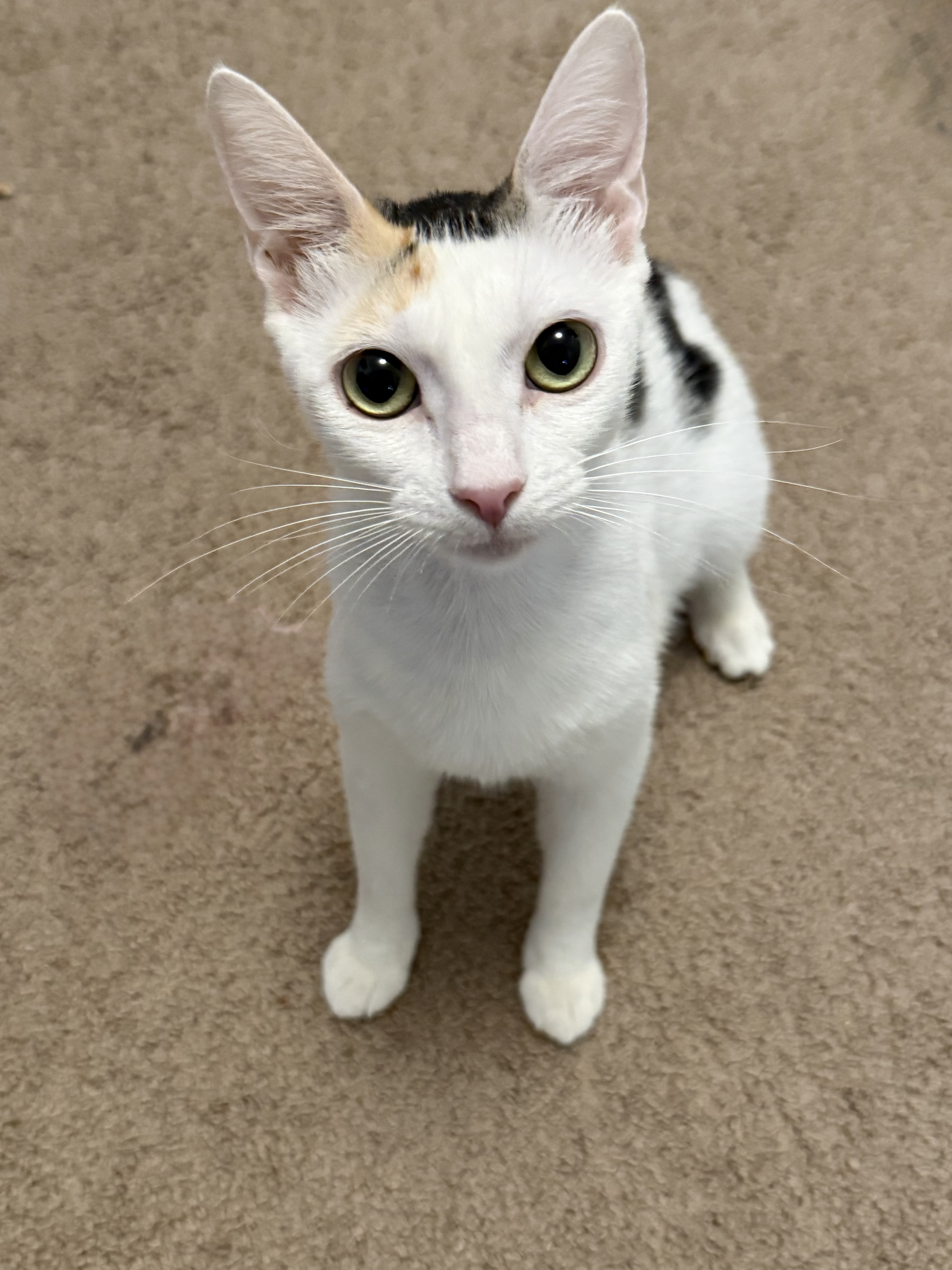 Picture of the Animal Listed