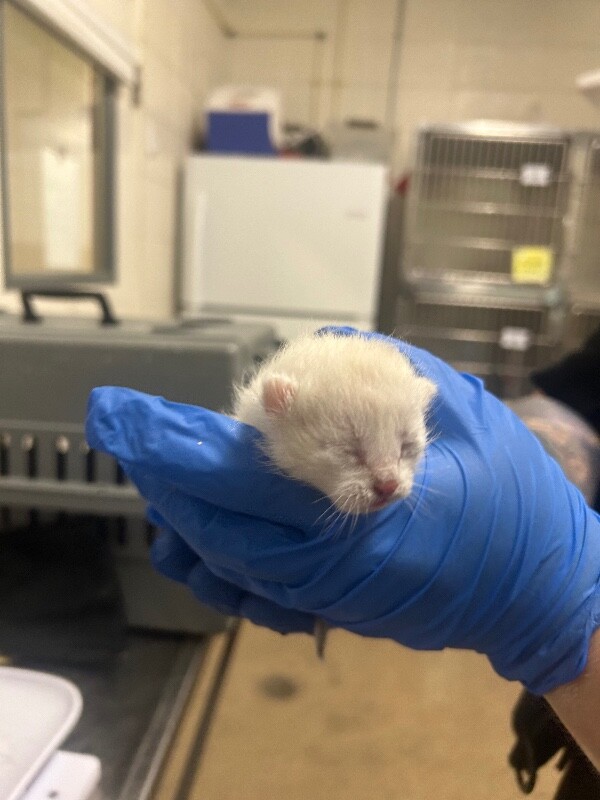 Picture of the Animal Listed