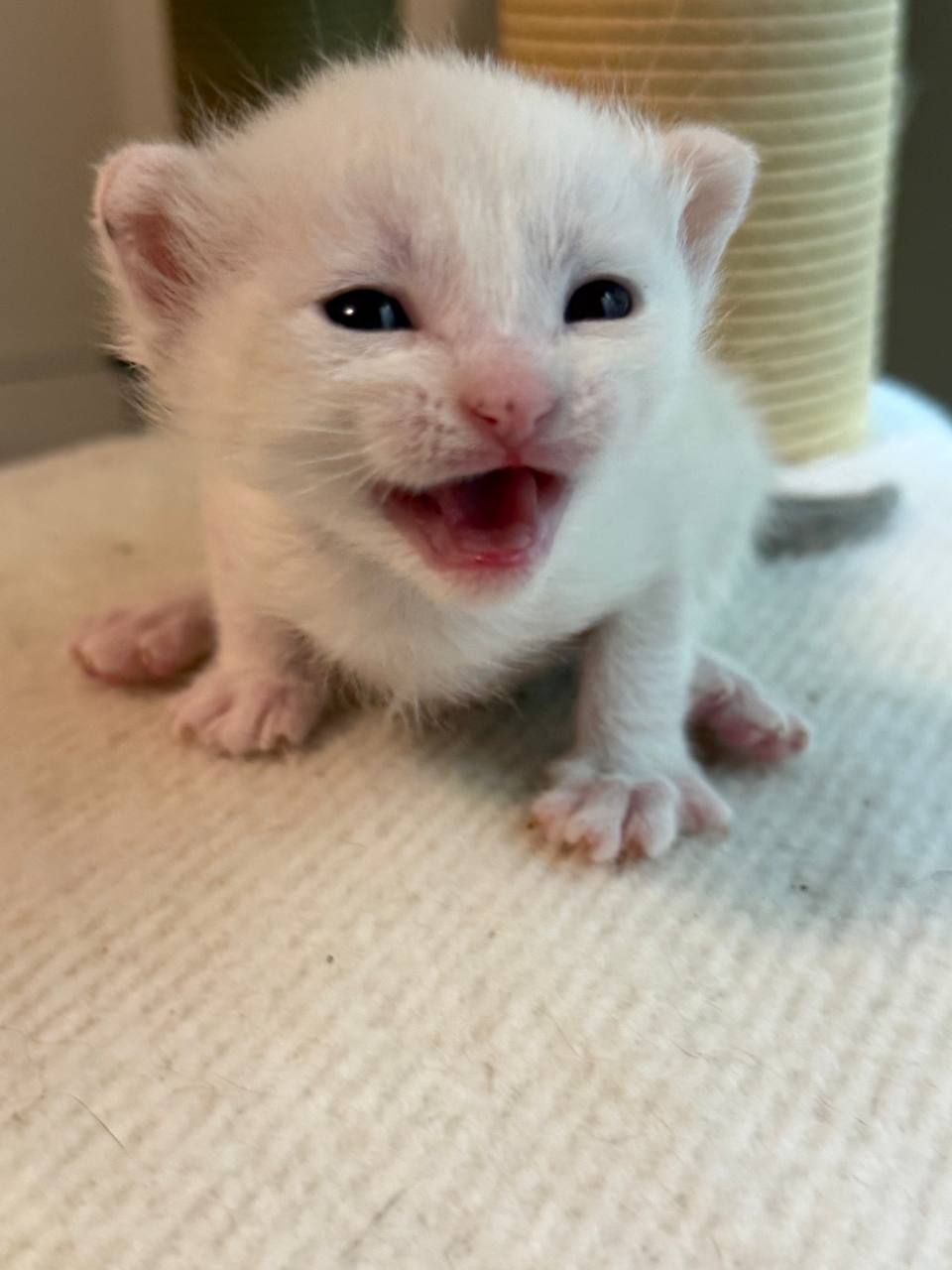 Picture of the Animal Listed