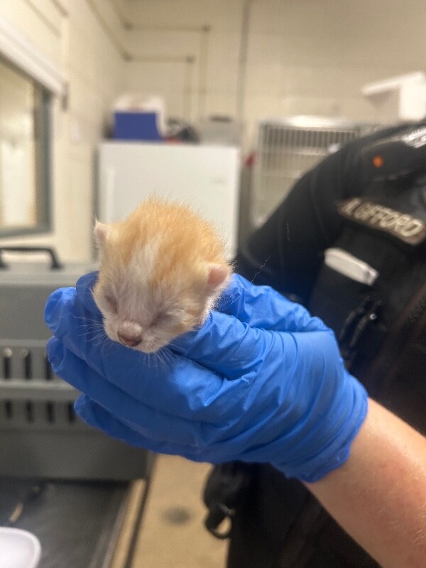 Picture of the Animal Listed