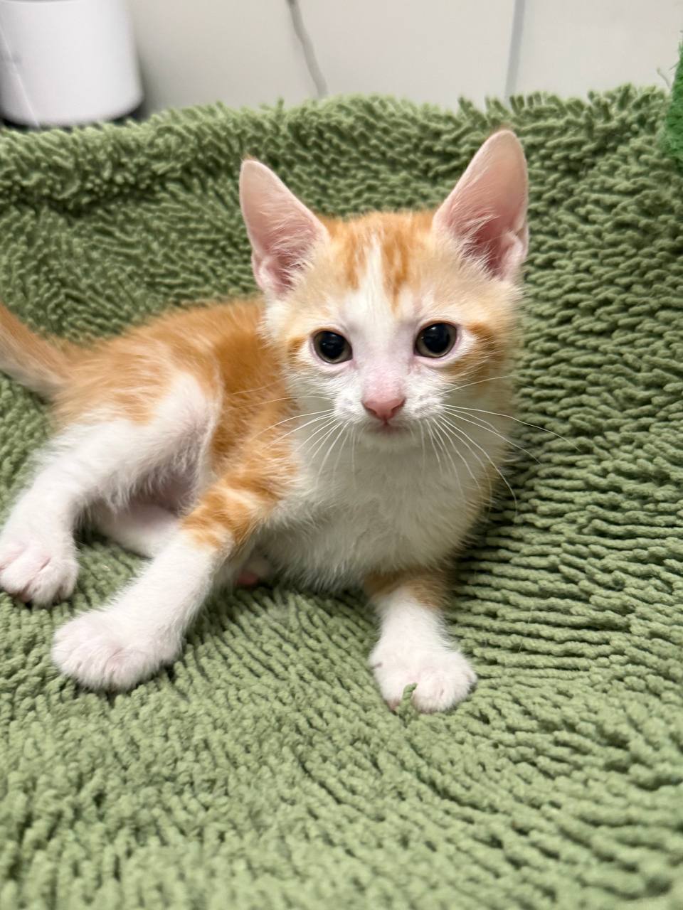 Picture of the Animal Listed
