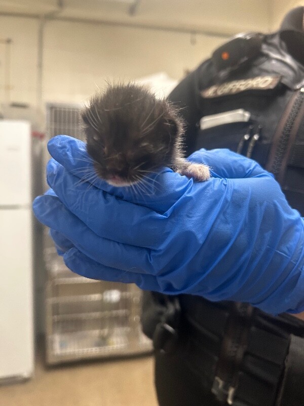 Picture of the Animal Listed