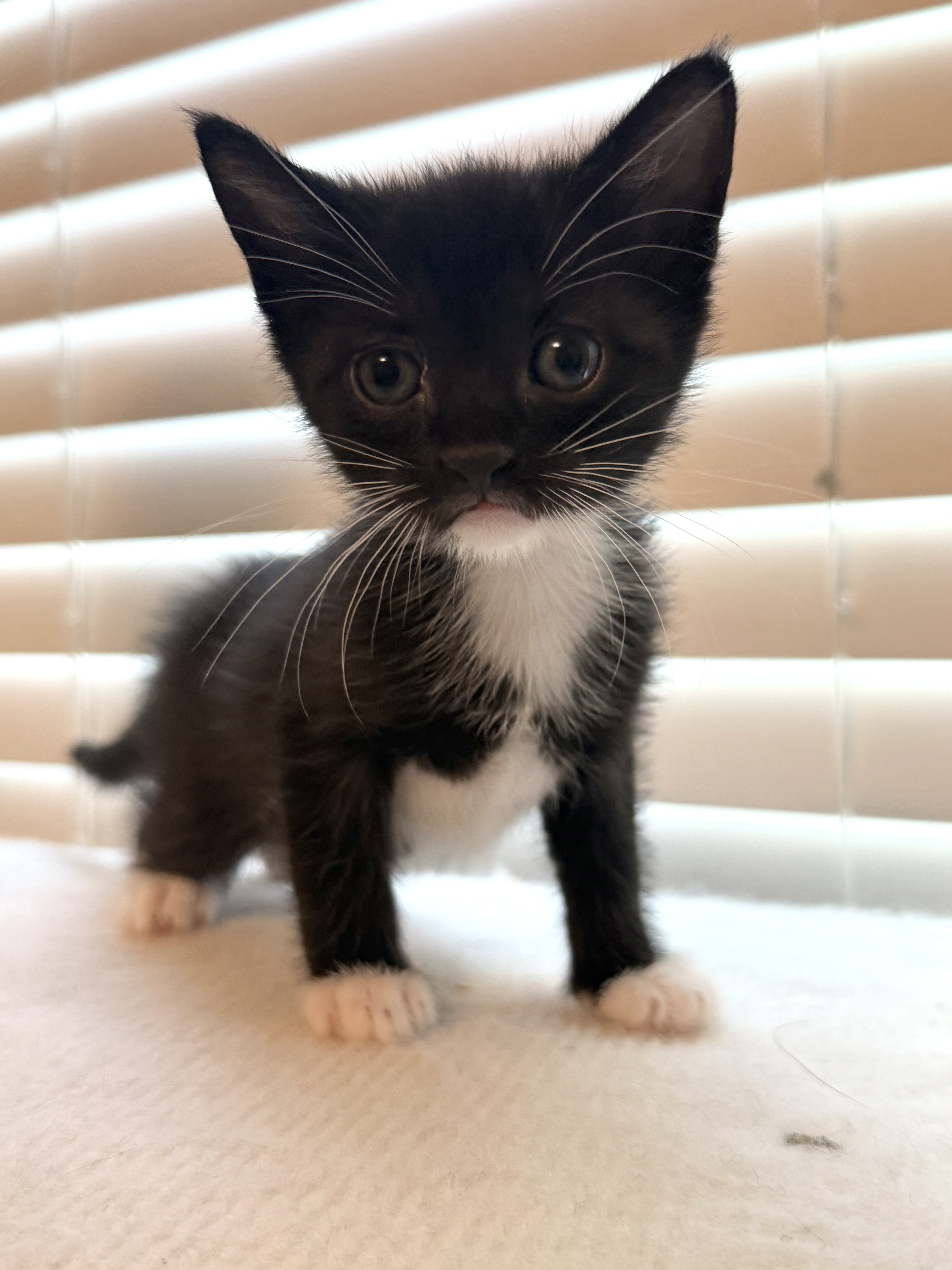 Picture of the Animal Listed