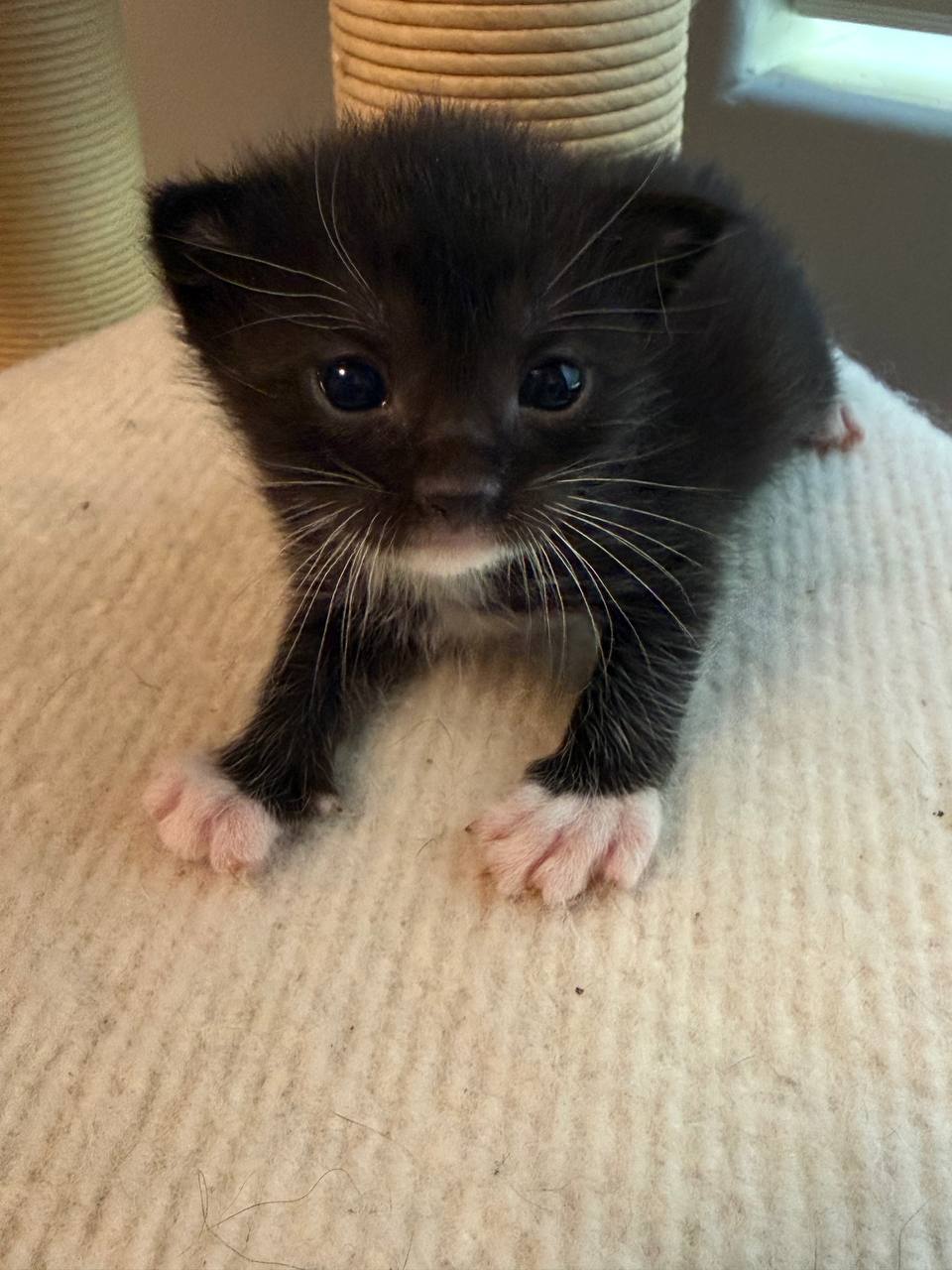 Picture of the Animal Listed