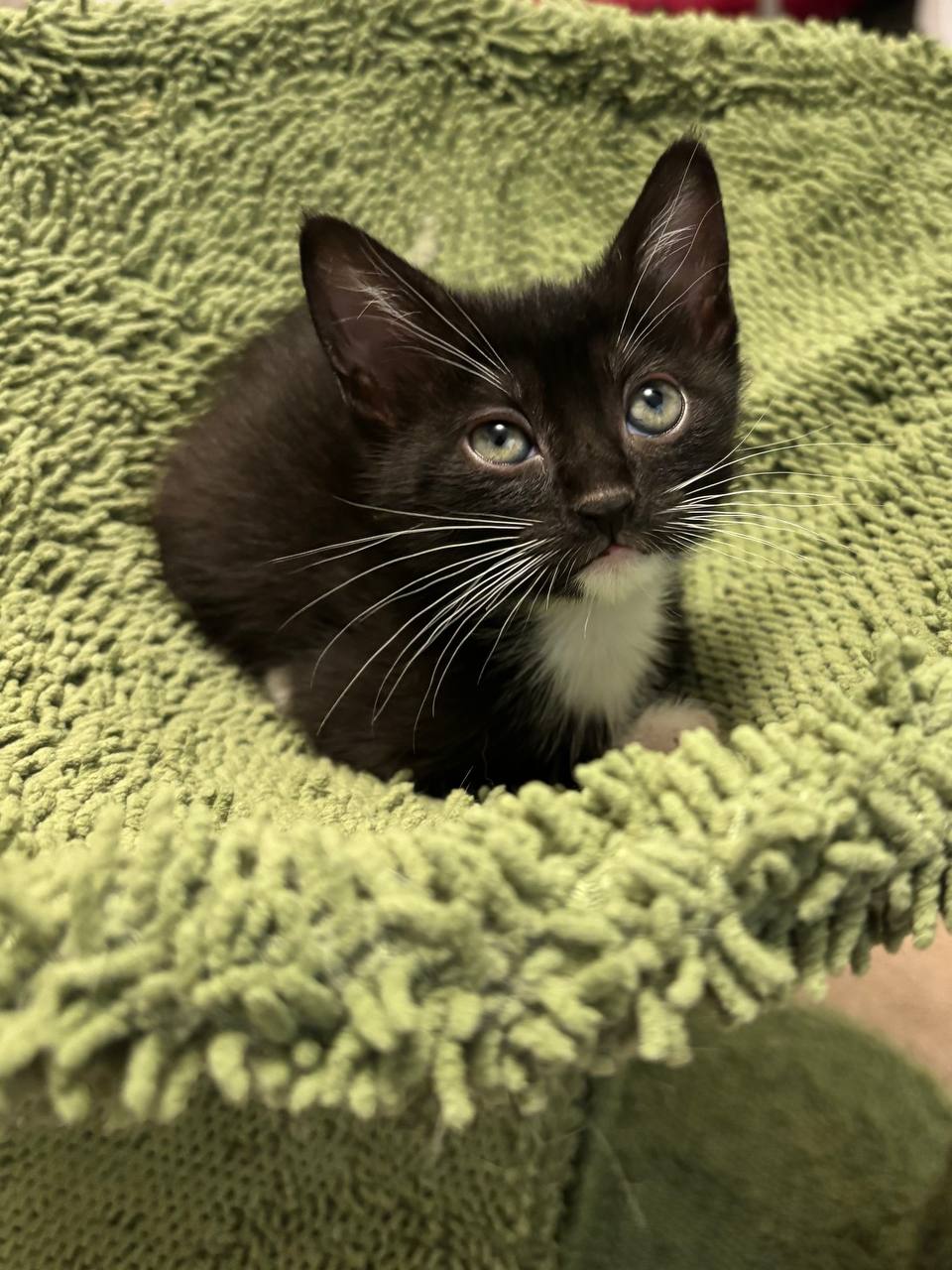 Picture of the Animal Listed