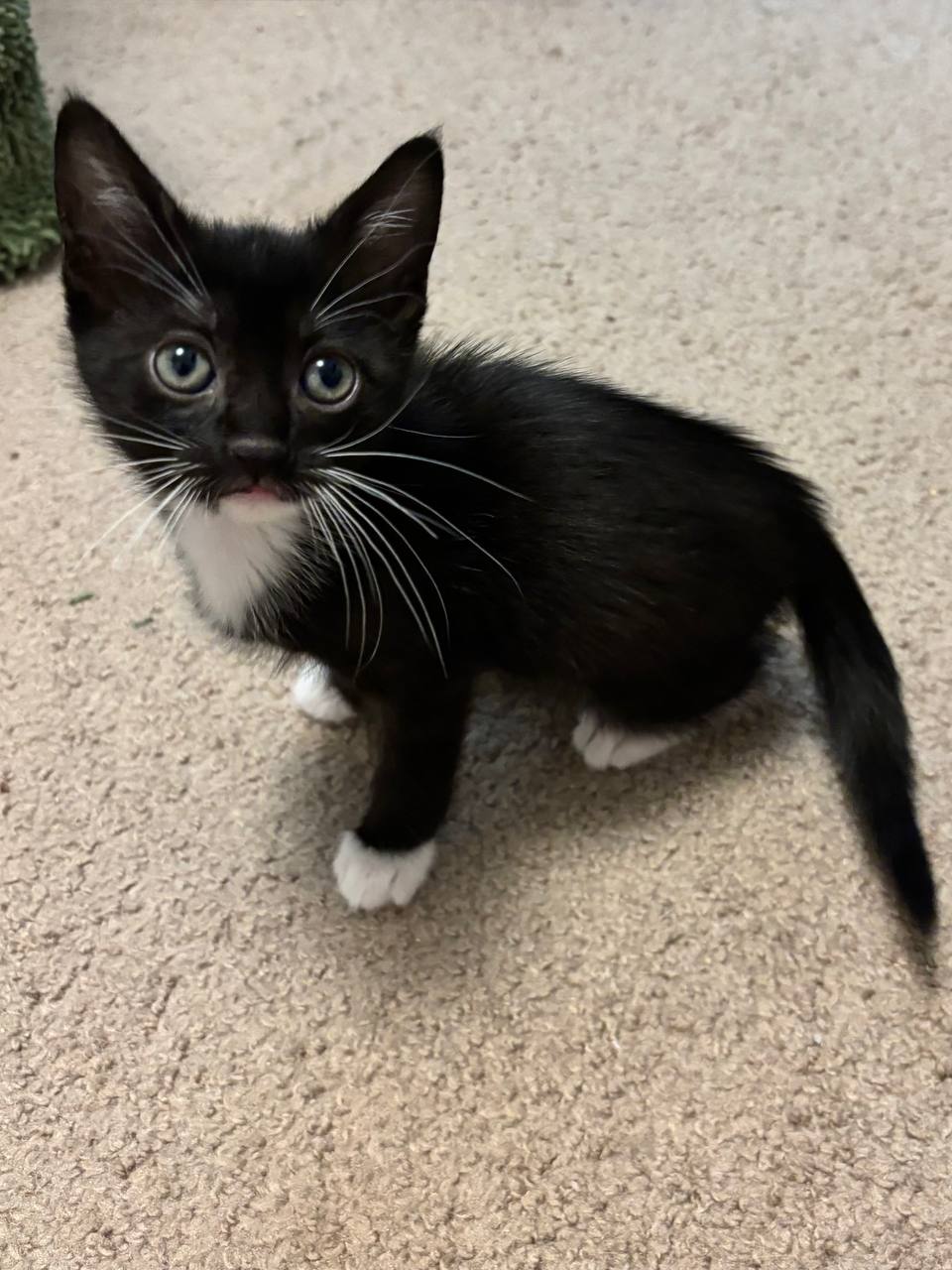 Picture of the Animal Listed