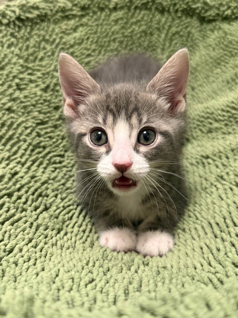 Picture of the Animal Listed