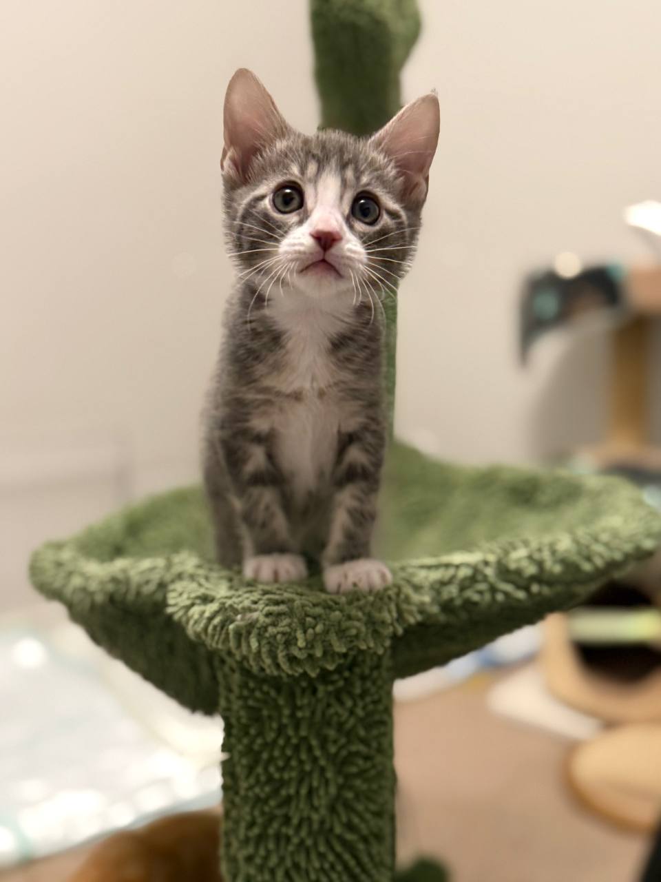 Picture of the Animal Listed