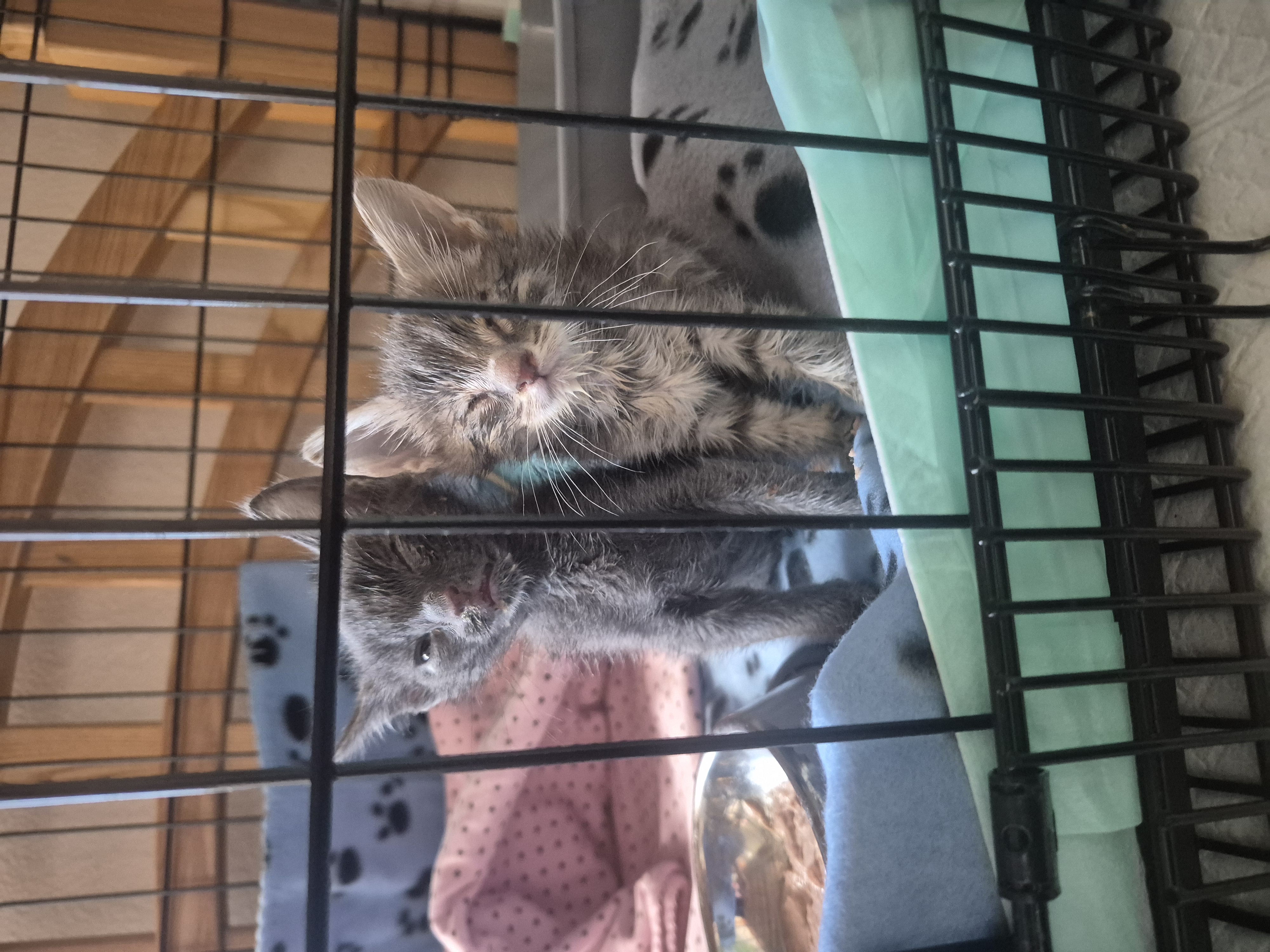 Picture of the Animal Listed