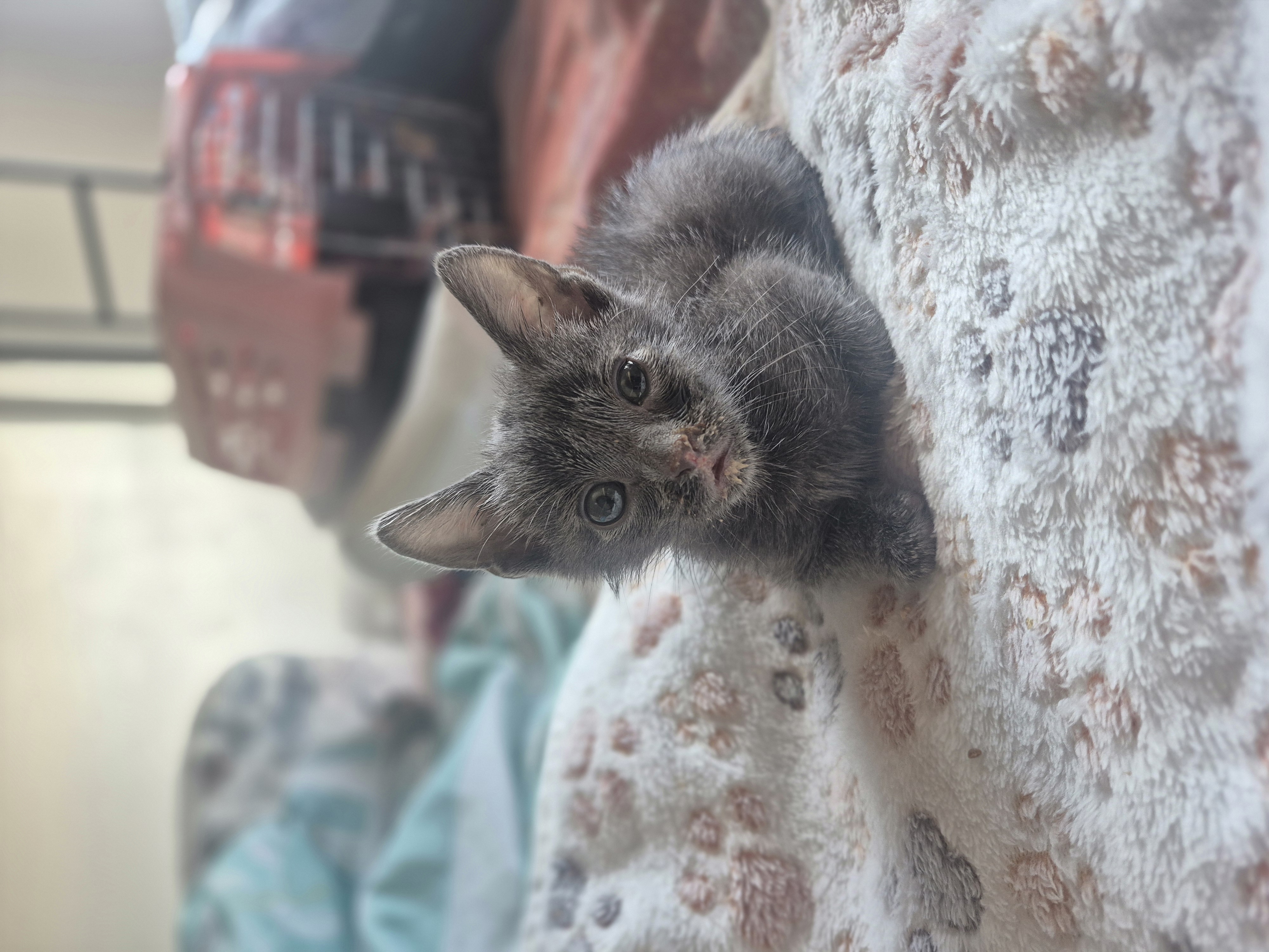 Picture of the Animal Listed