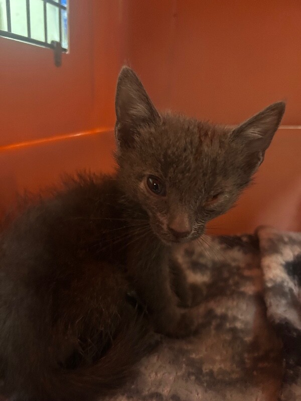 Picture of the Animal Listed