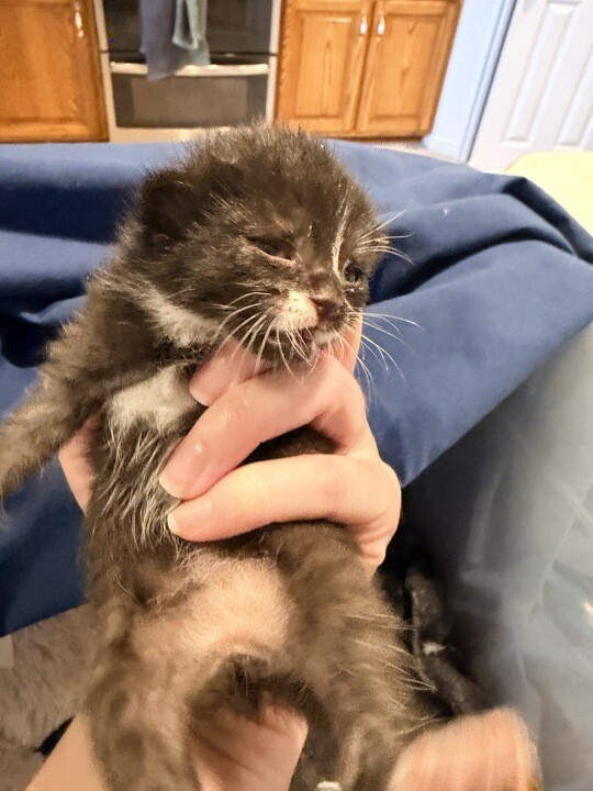 Picture of the Animal Listed