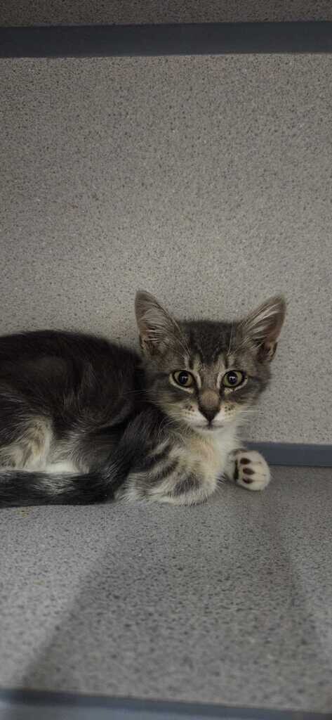 Picture of the Animal Listed