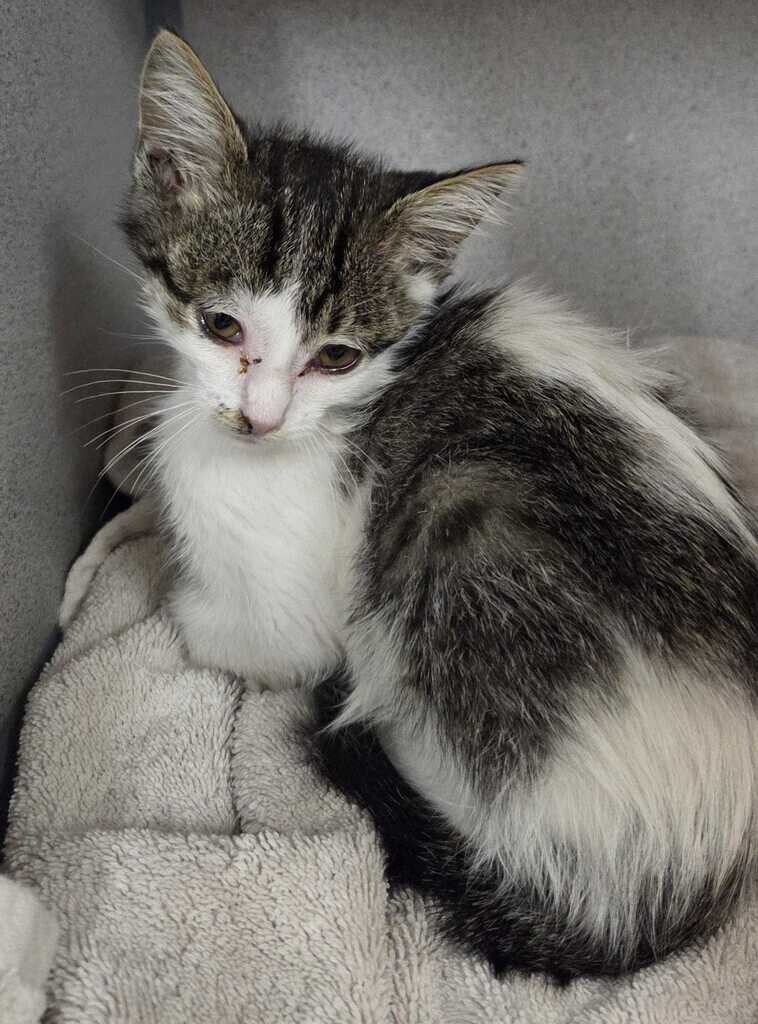 Picture of the Animal Listed