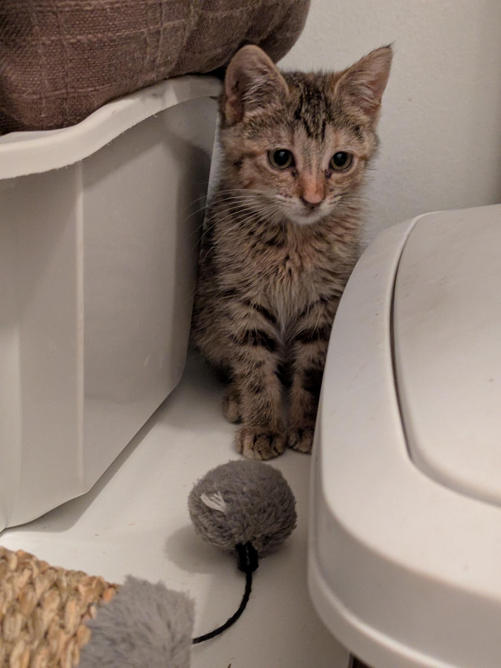 Picture of the Animal Listed