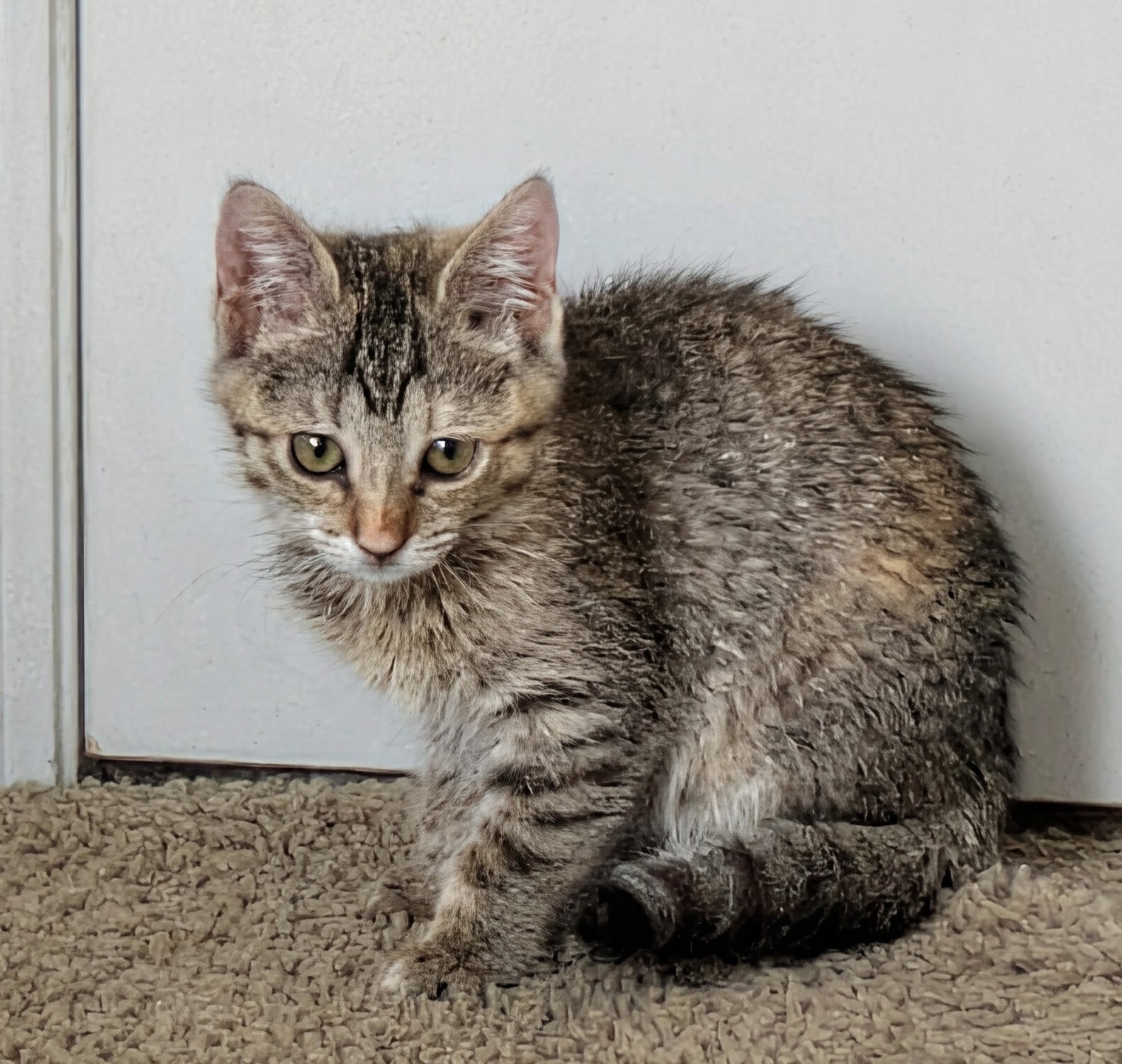Picture of the Animal Listed