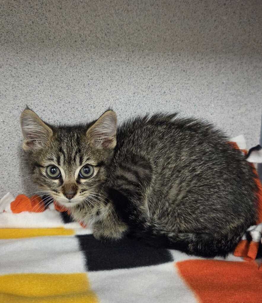 Picture of the Animal Listed