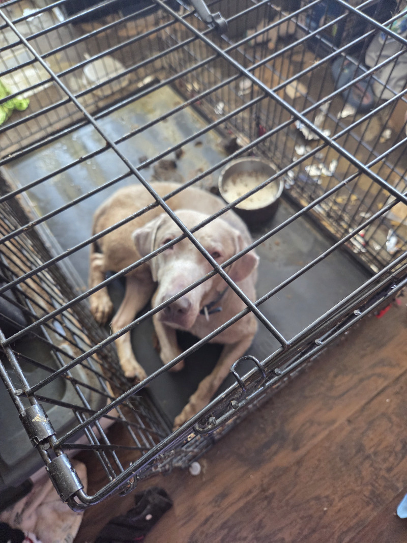 Picture of the Animal Listed