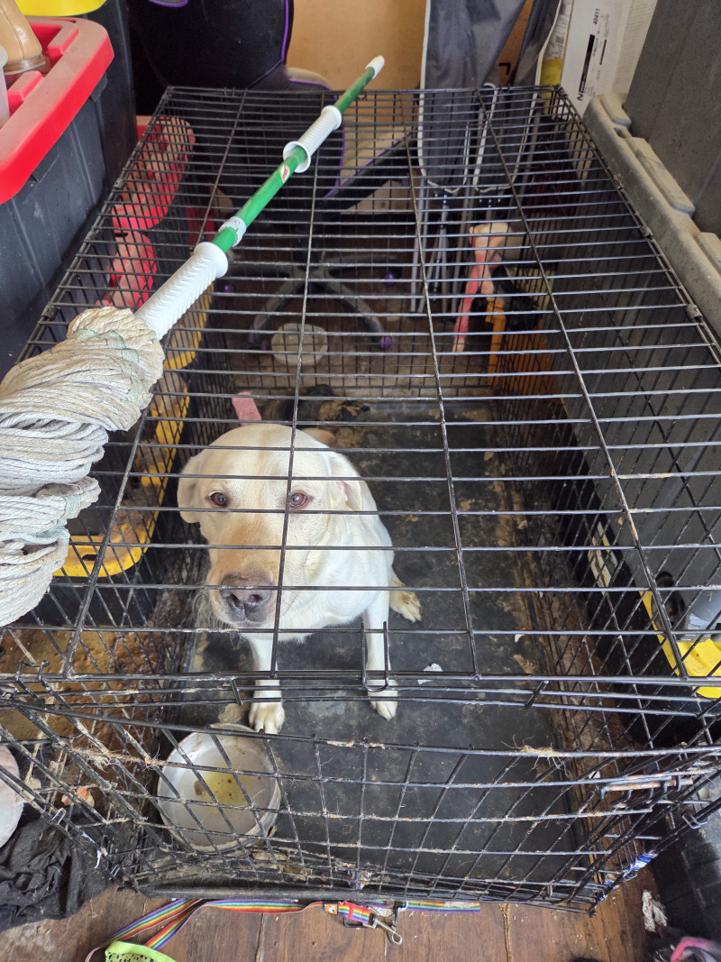 Picture of the Animal Listed