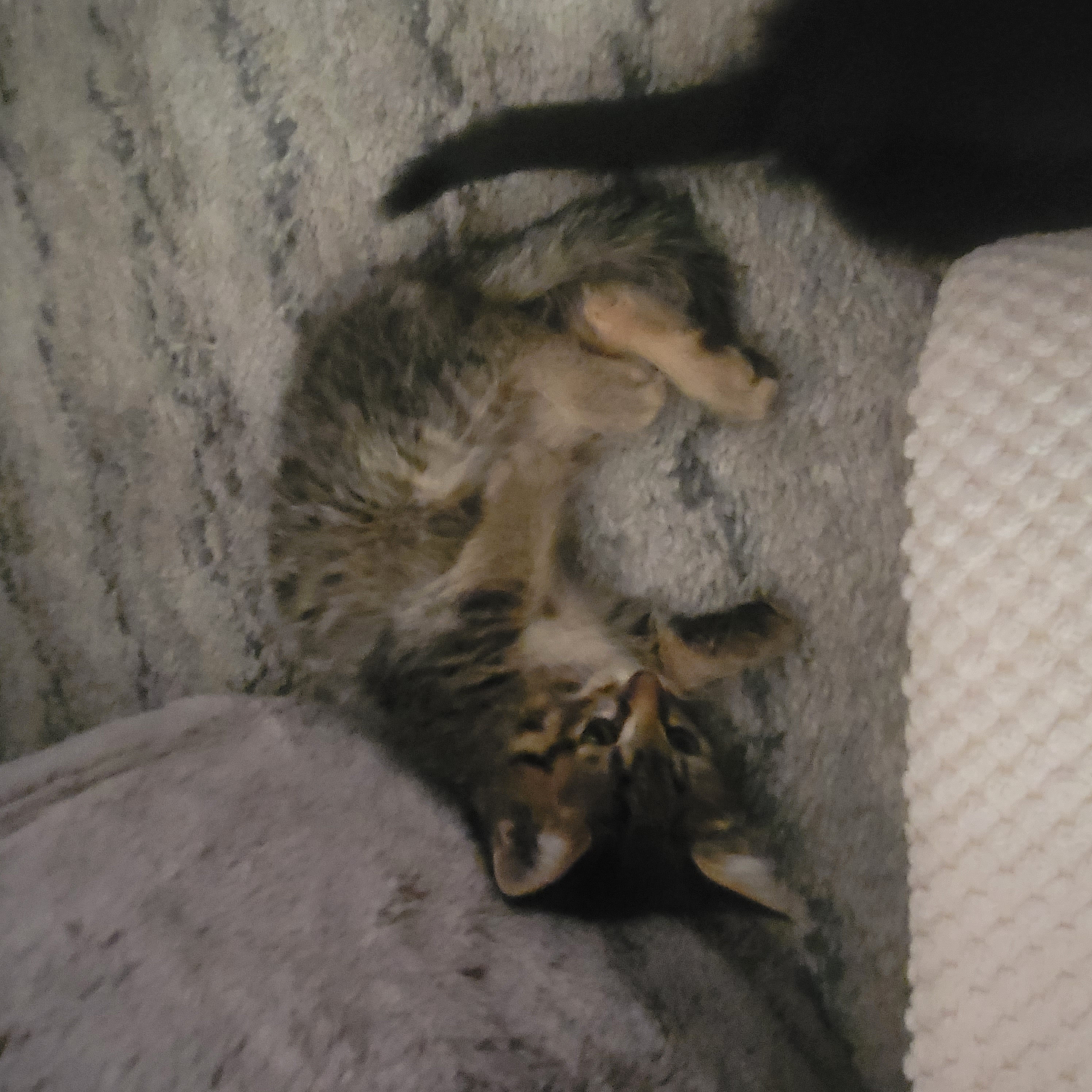Picture of the Animal Listed