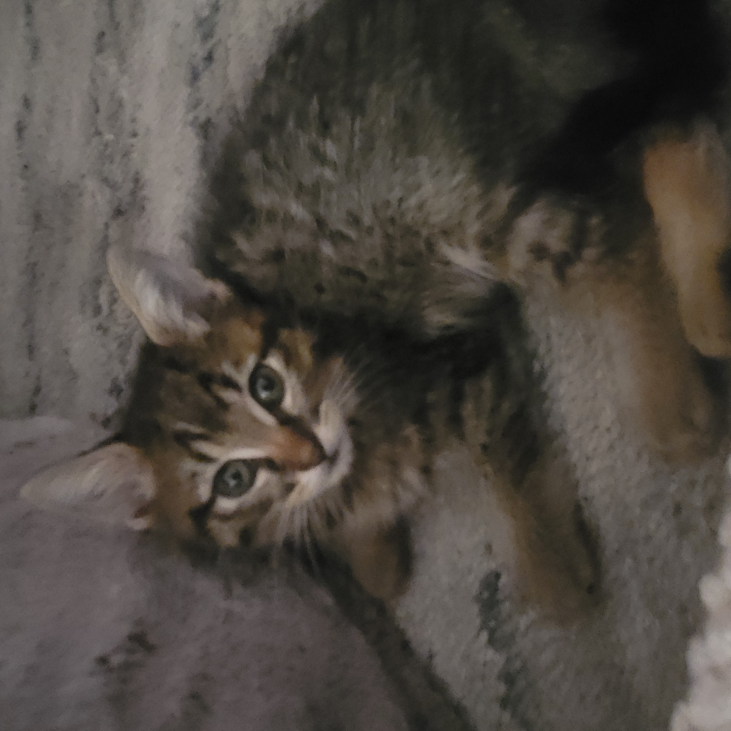 Picture of the Animal Listed