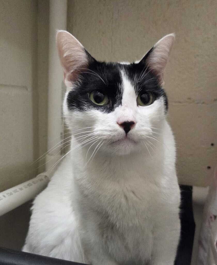 Picture of the Animal Listed