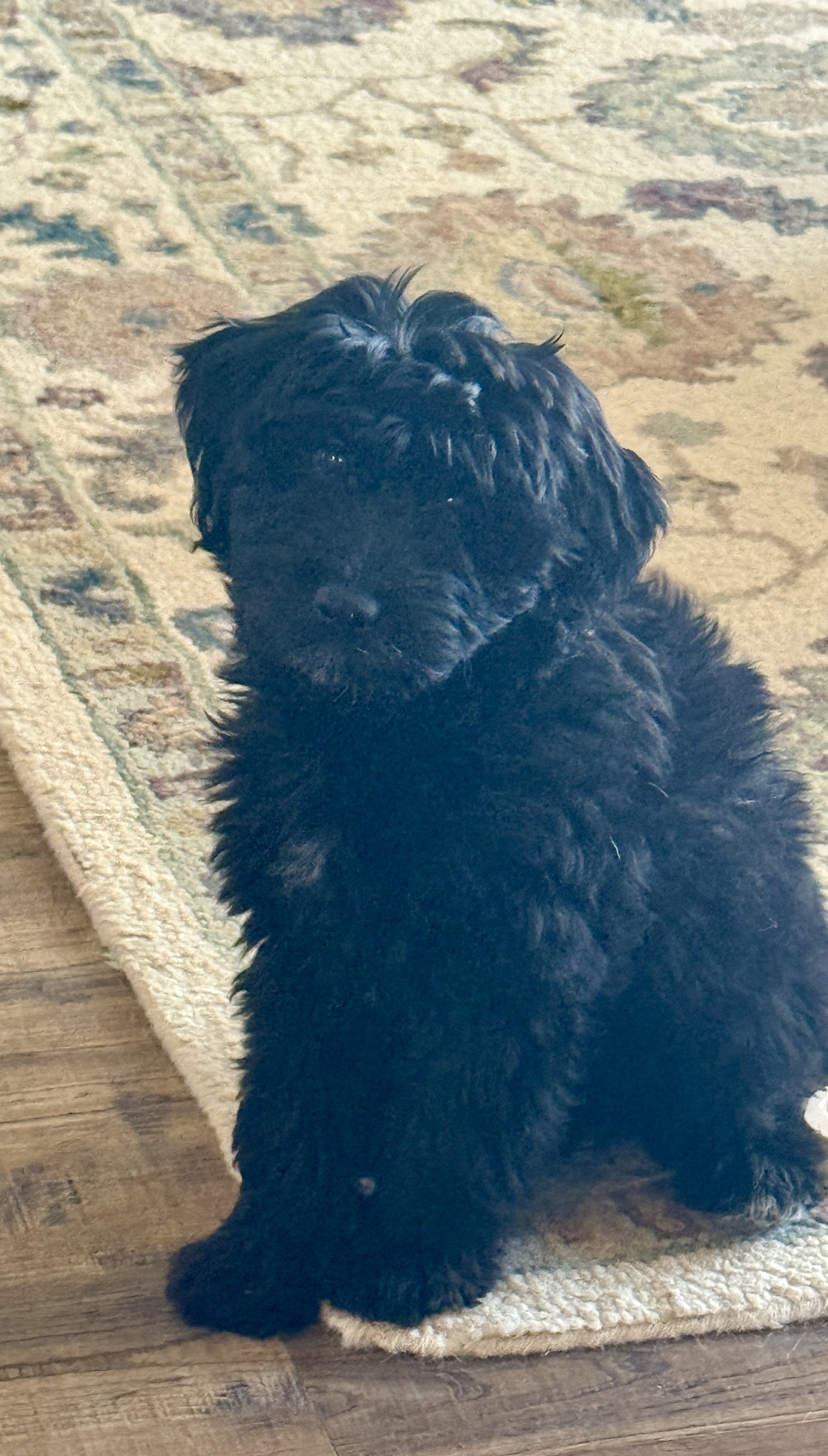 Picture of the Animal Listed