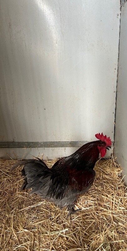 Picture of the Animal Listed