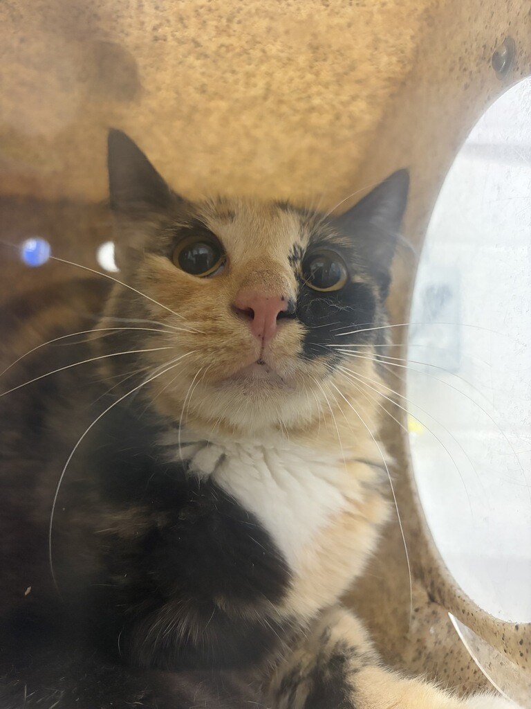Picture of the Animal Listed