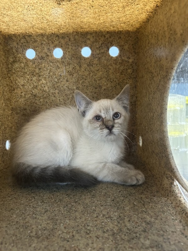 Picture of the Animal Listed