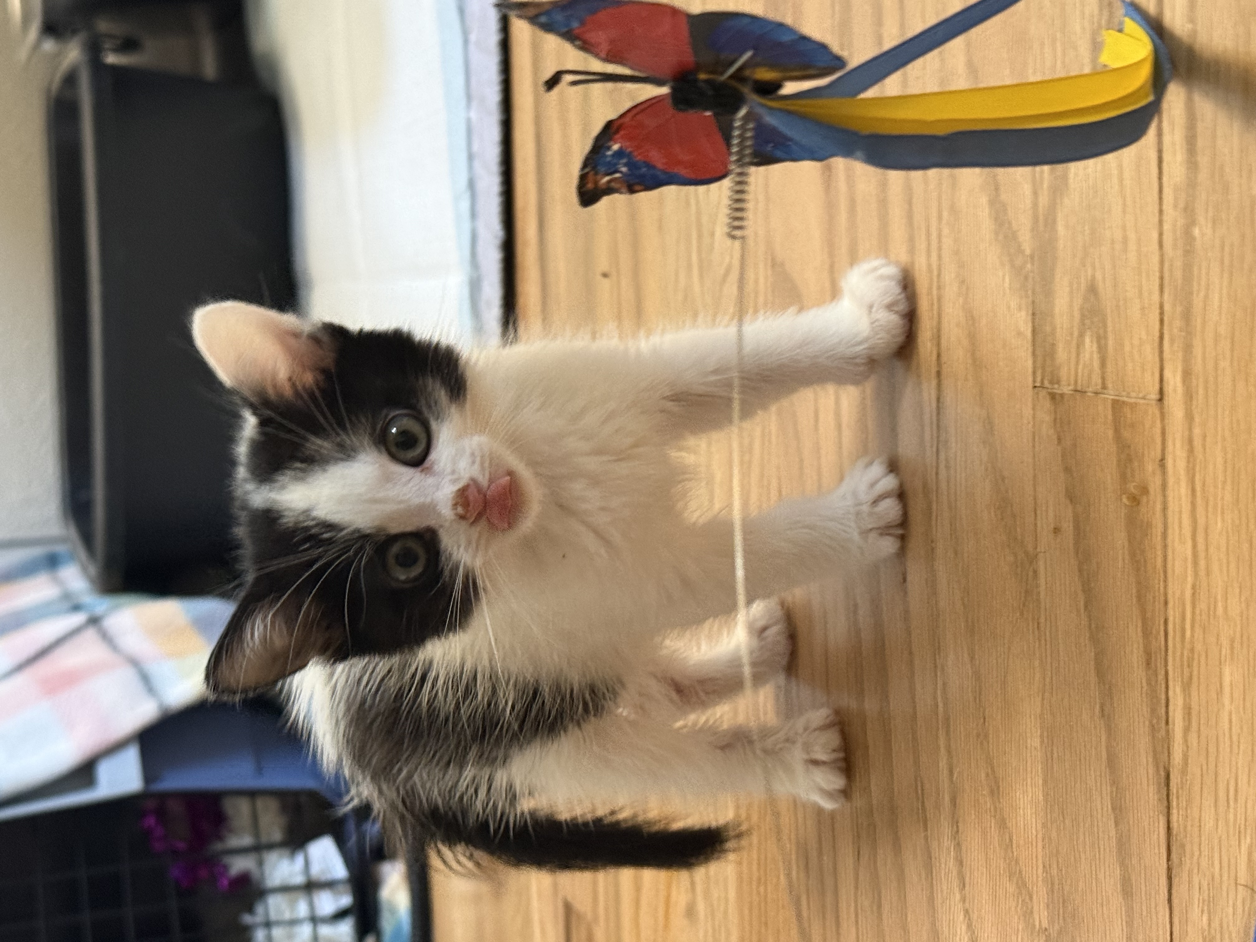 Picture of the Animal Listed