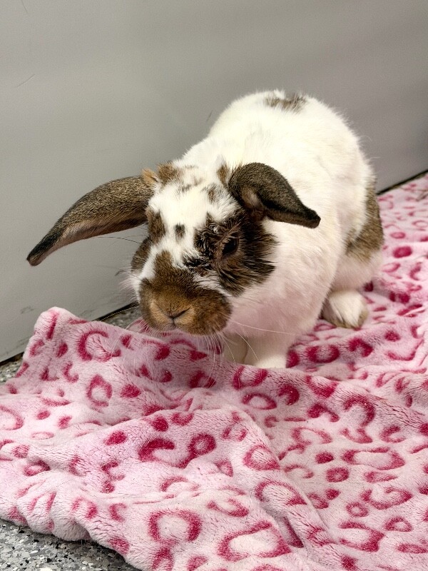 Picture of the Animal Listed