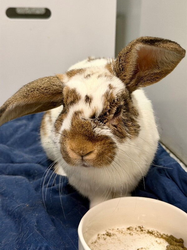 Picture of the Animal Listed