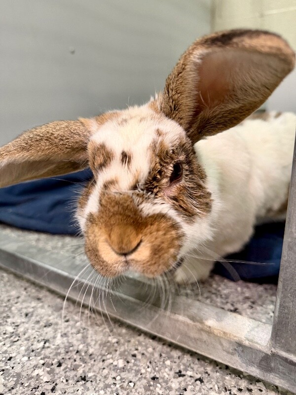 Picture of the Animal Listed