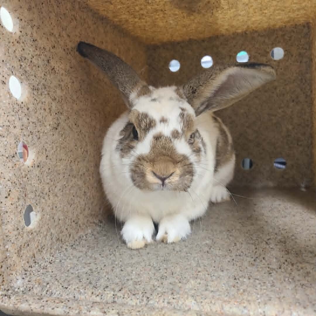 Picture of the Animal Listed