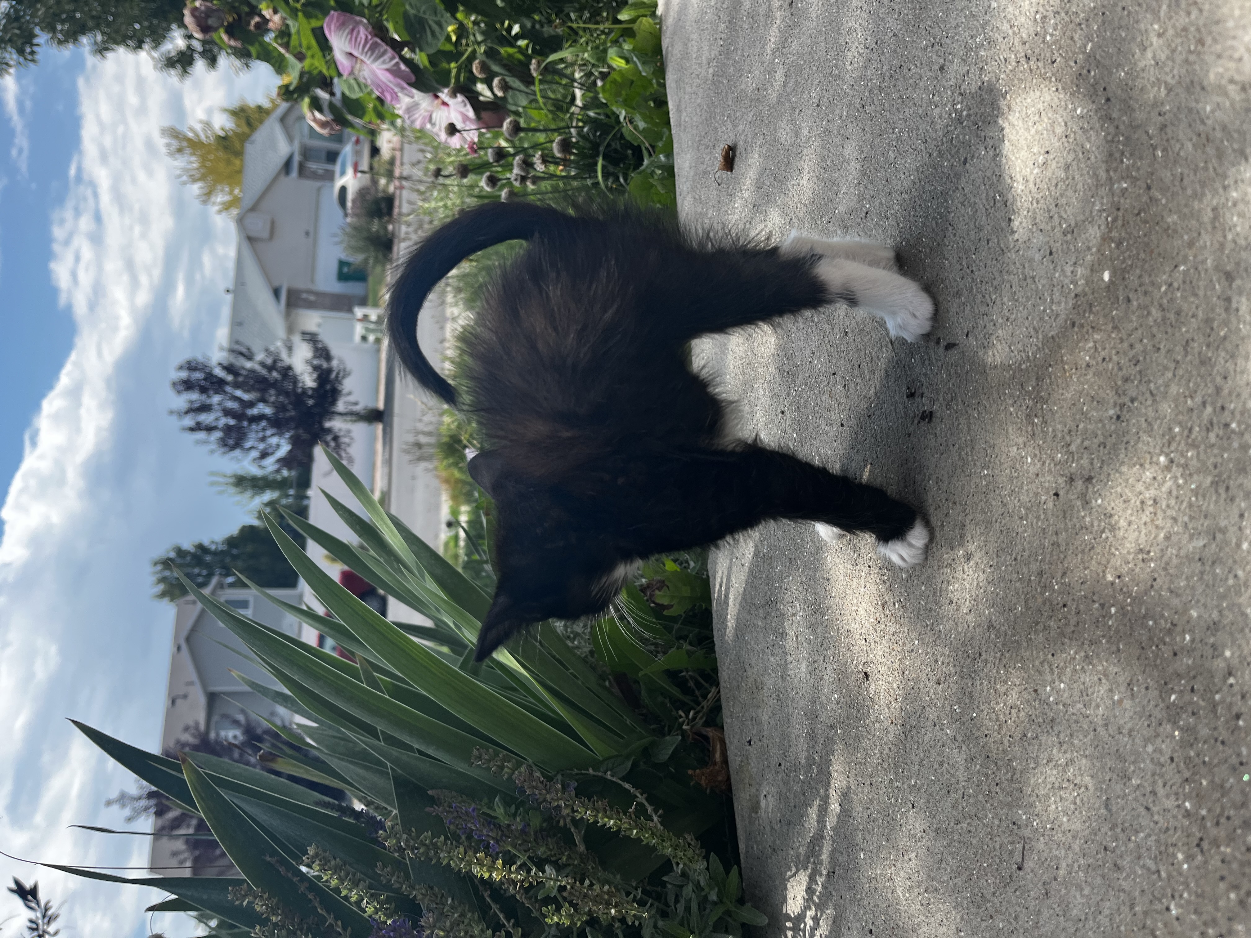 Picture of the Animal Listed
