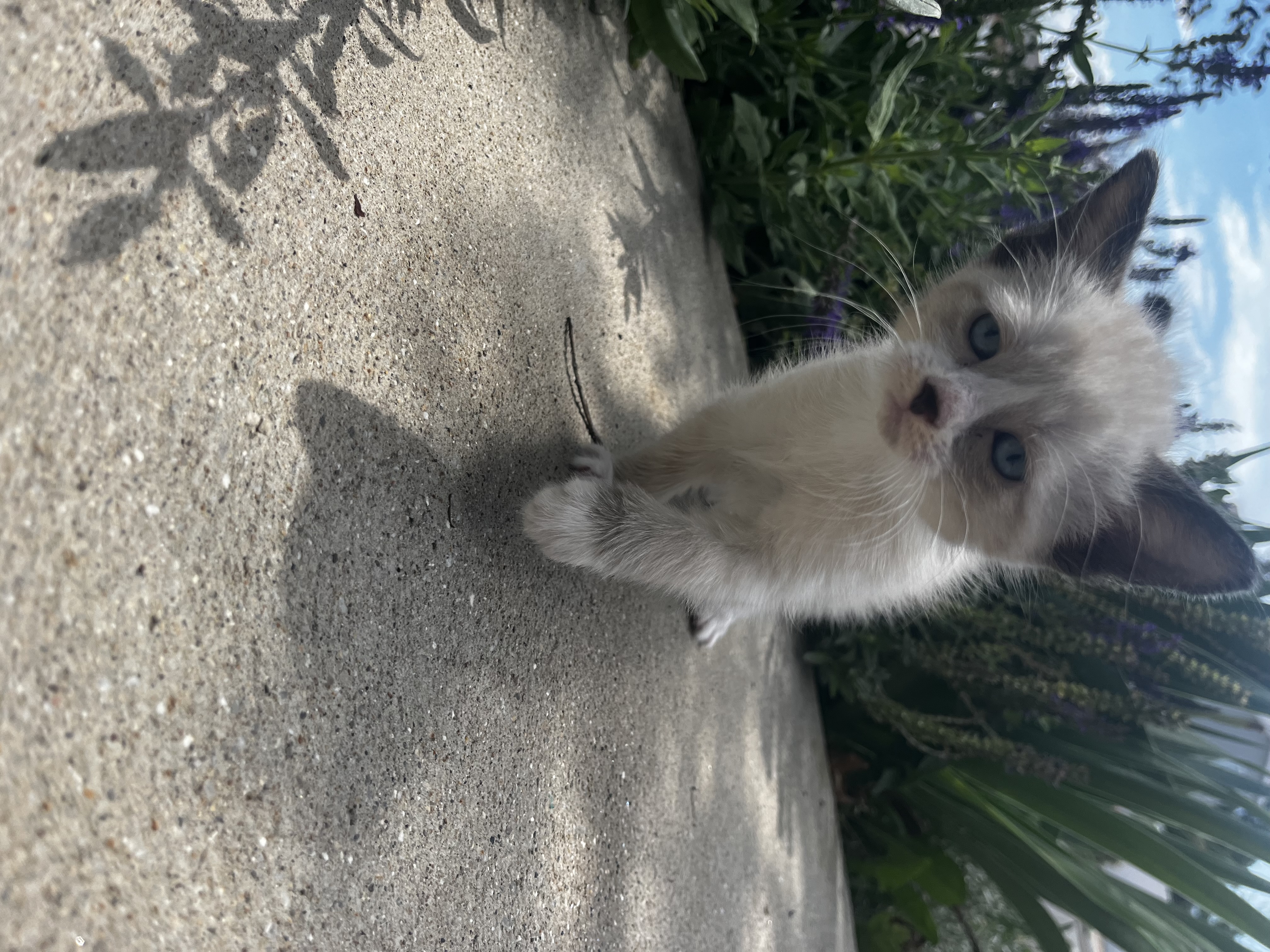 Picture of the Animal Listed