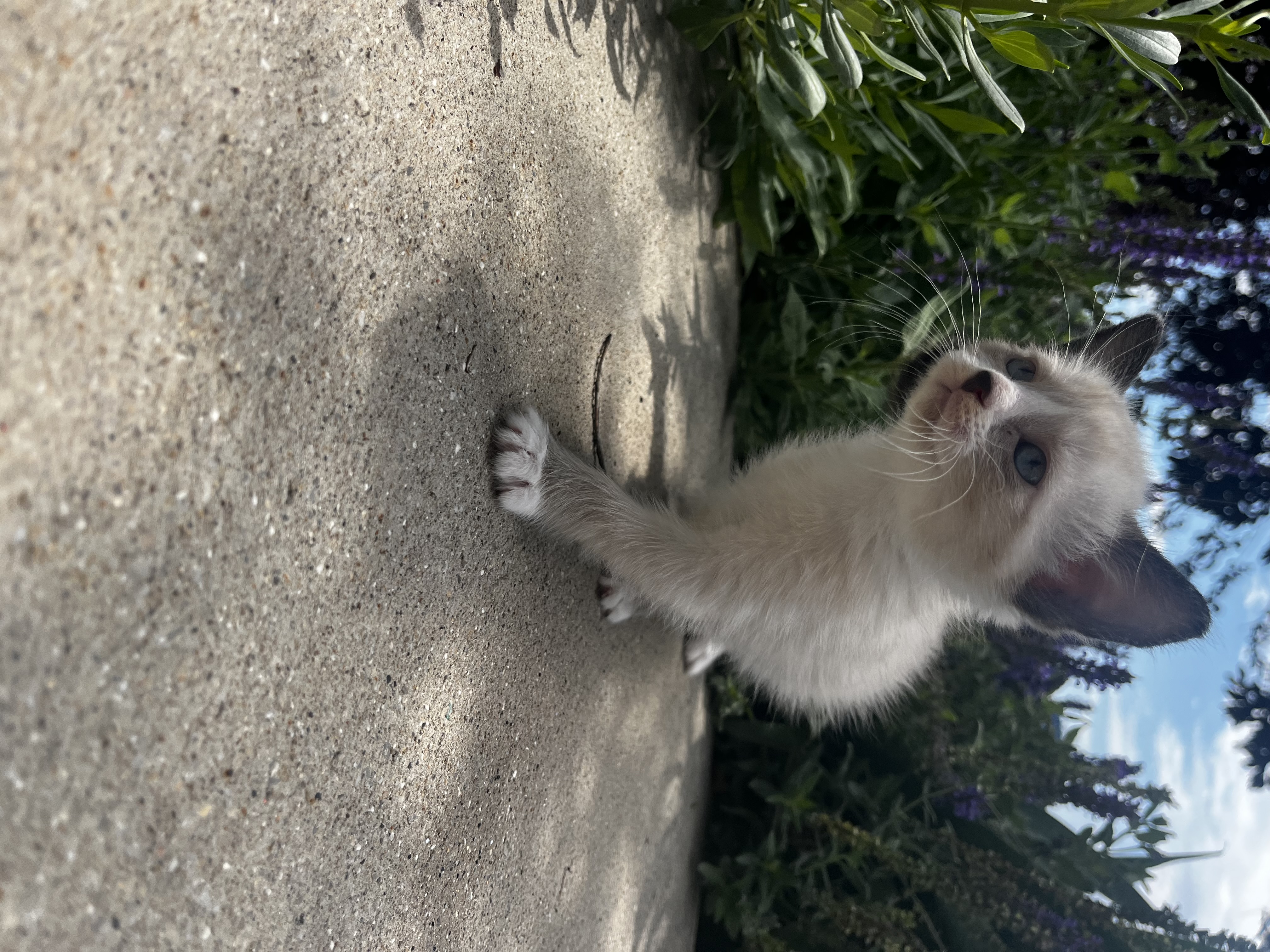 Picture of the Animal Listed