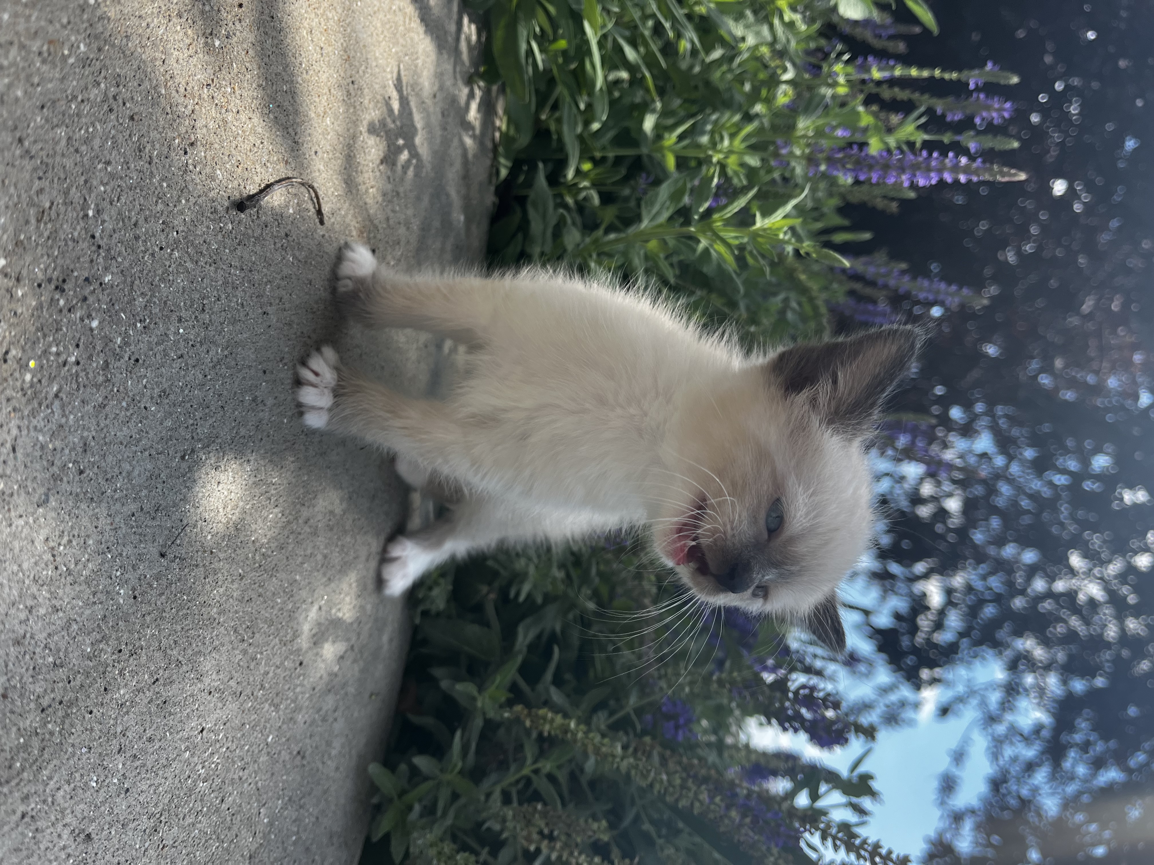 Picture of the Animal Listed