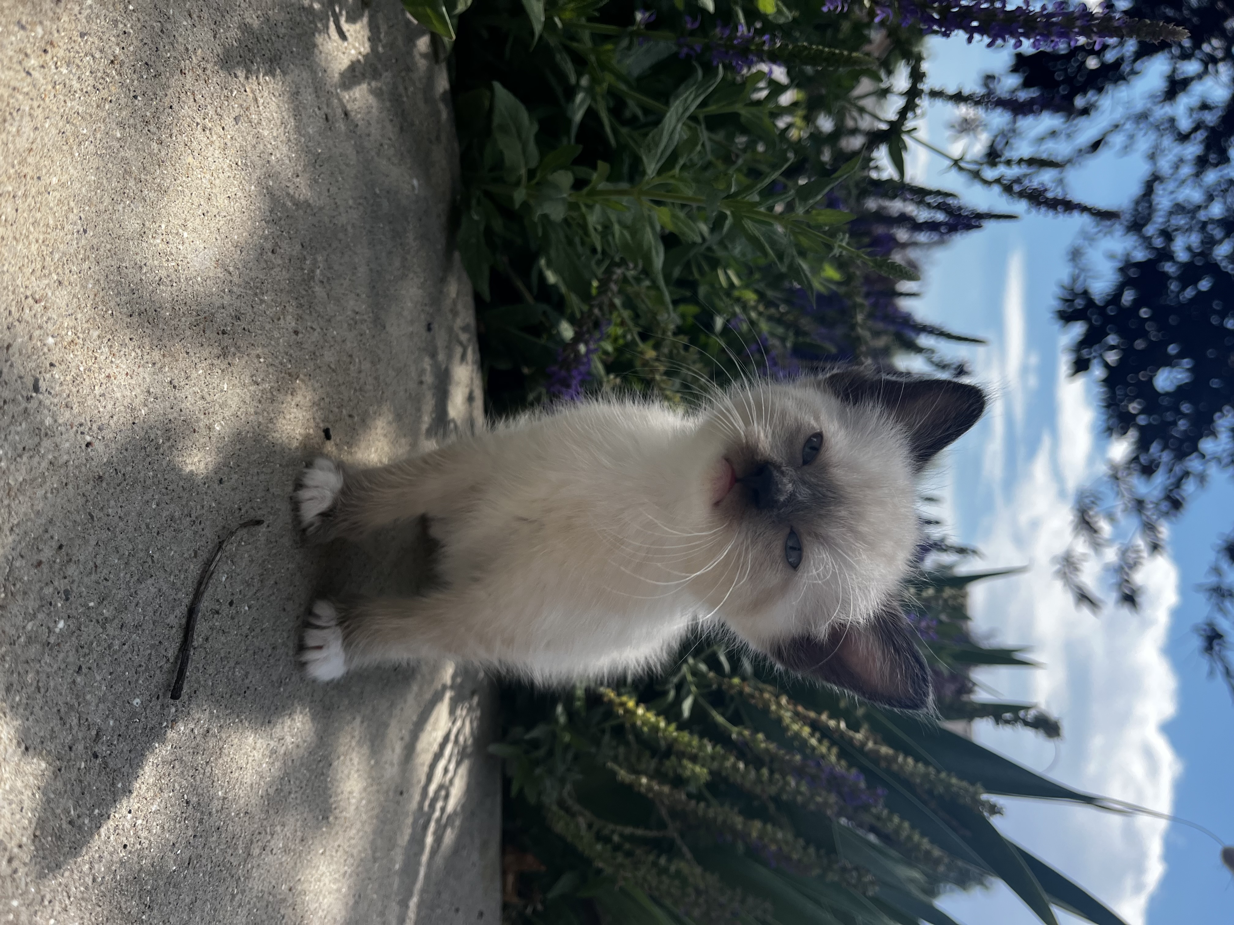 Picture of the Animal Listed