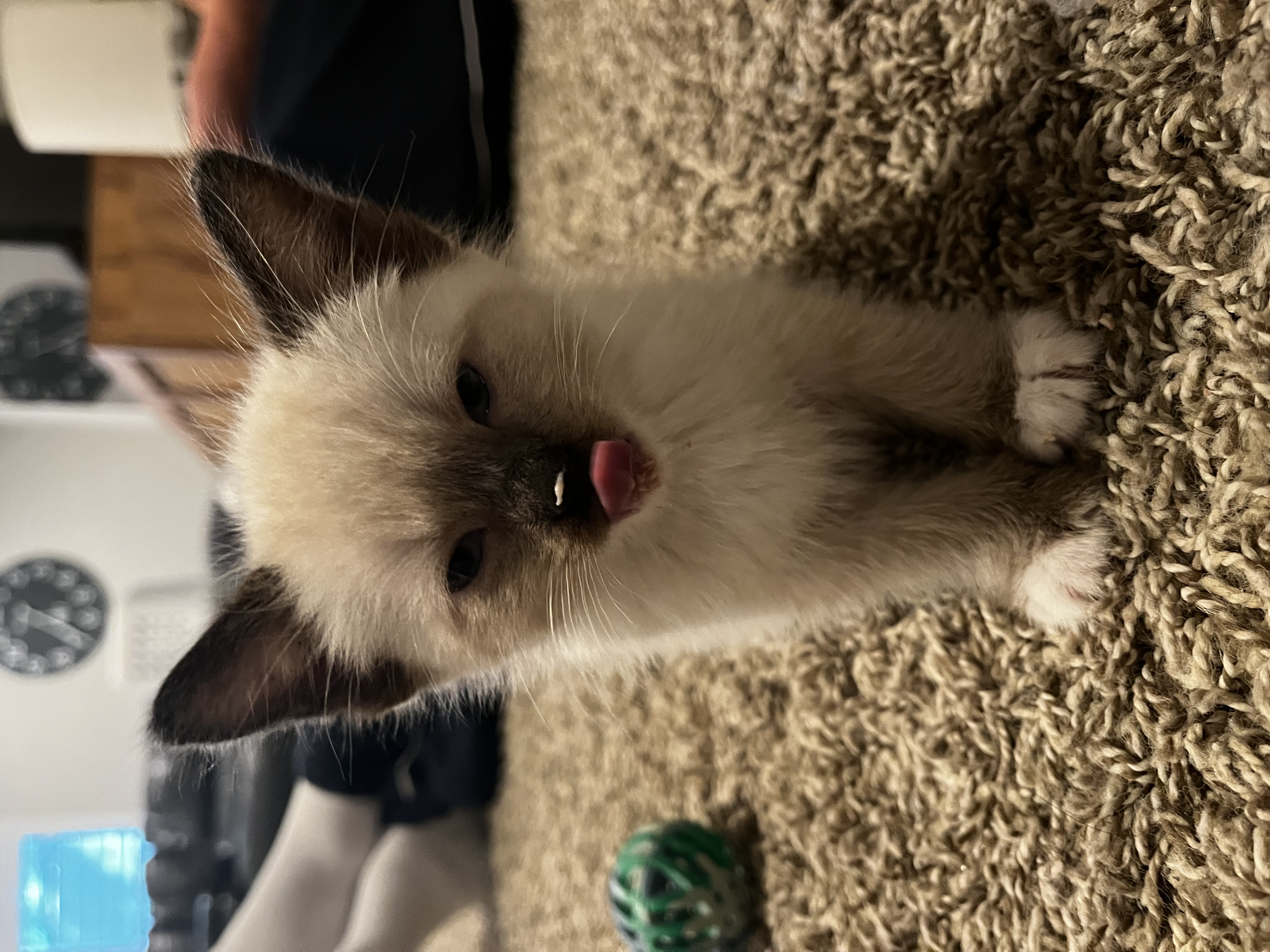Picture of the Animal Listed
