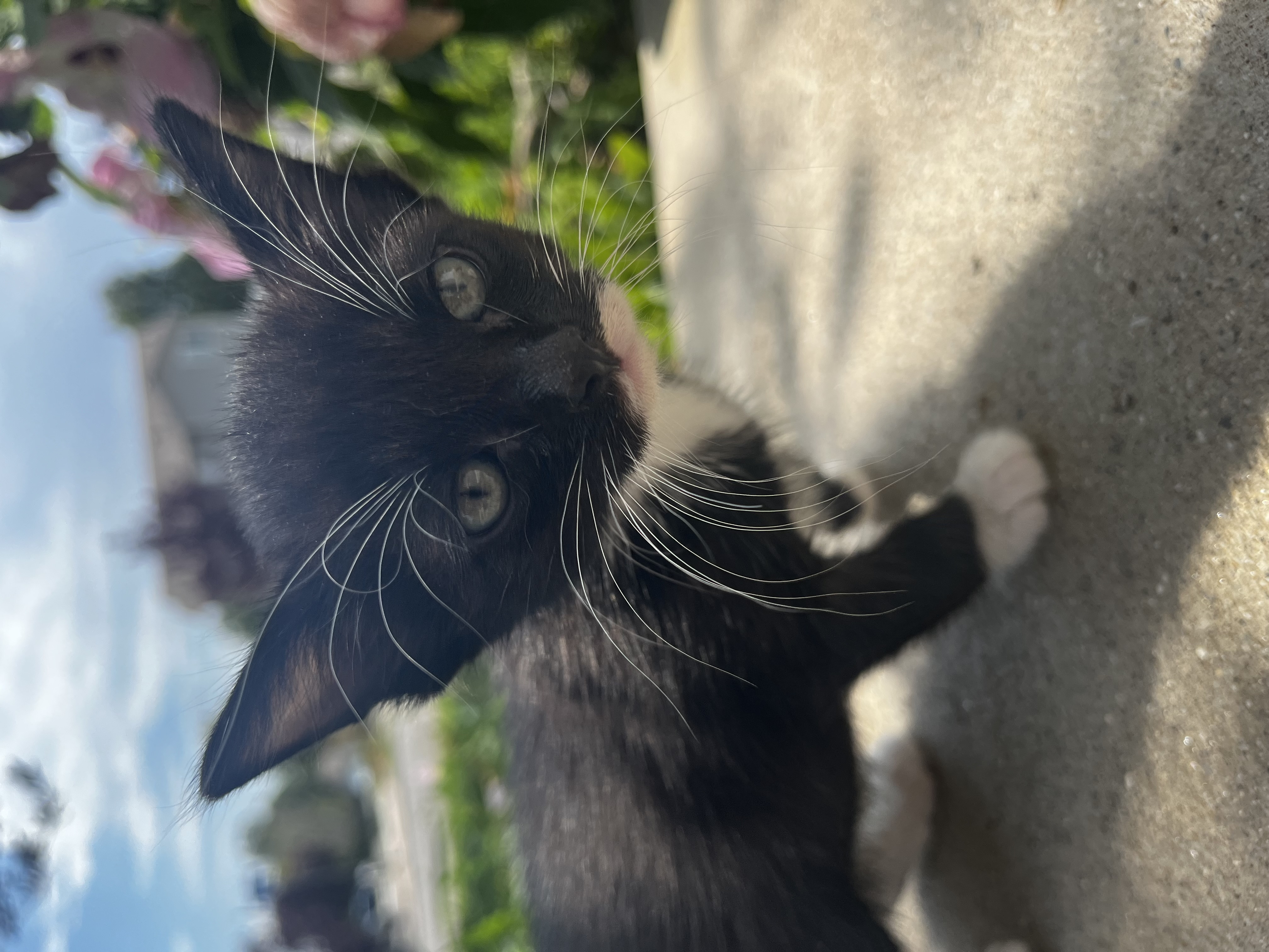 Picture of the Animal Listed