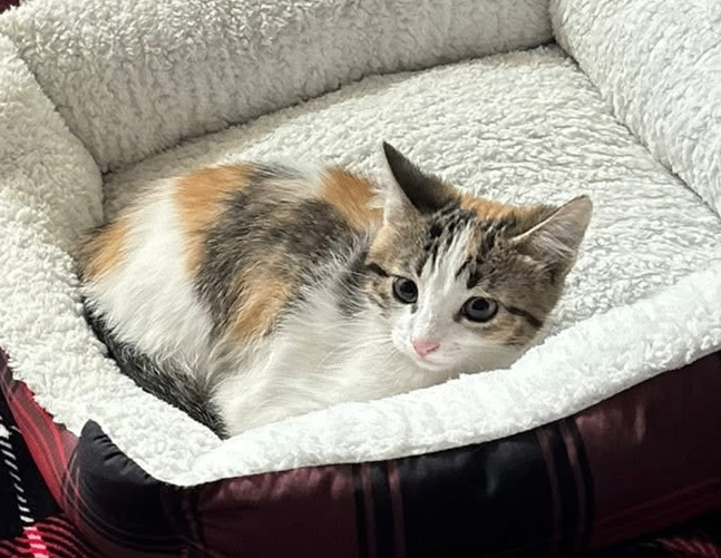 Picture of the Animal Listed