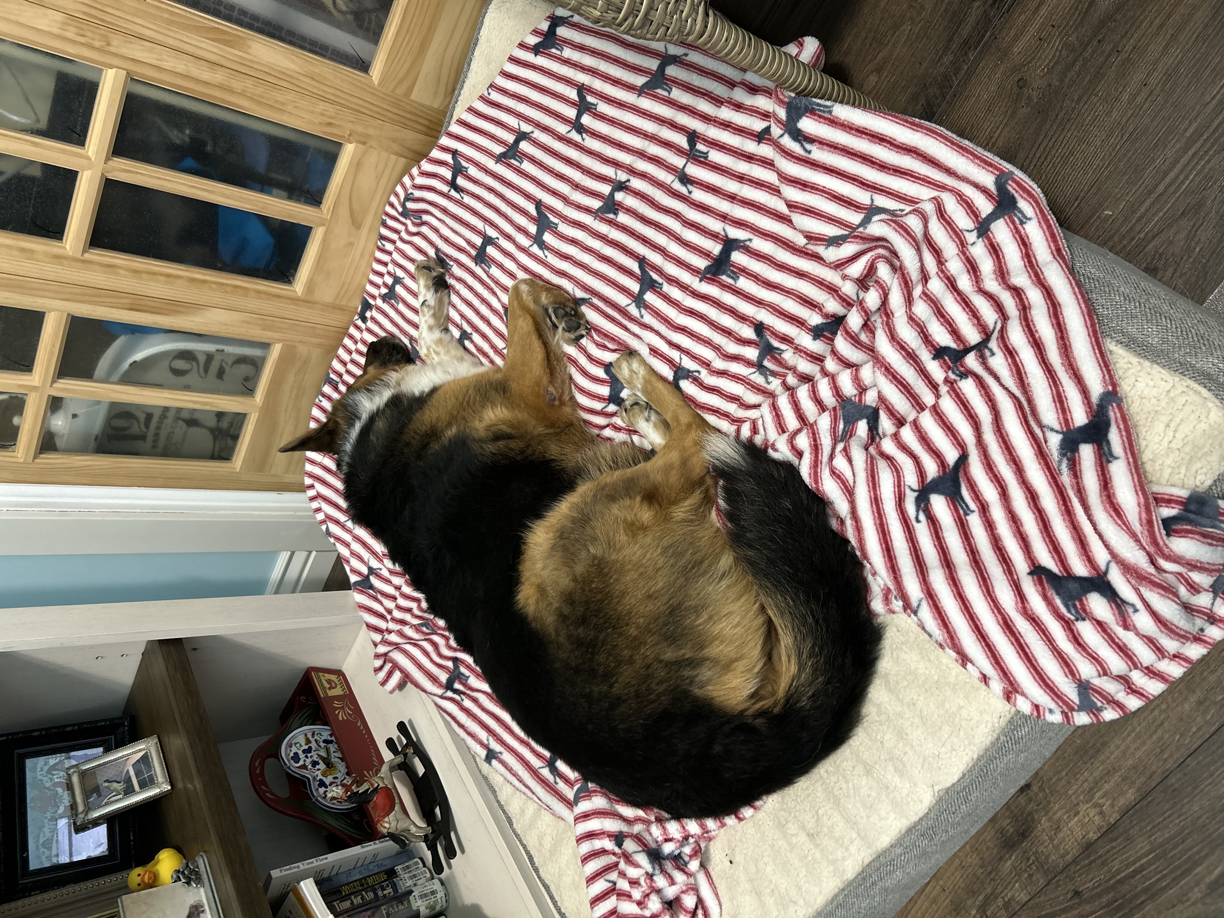 Picture of the Animal Listed