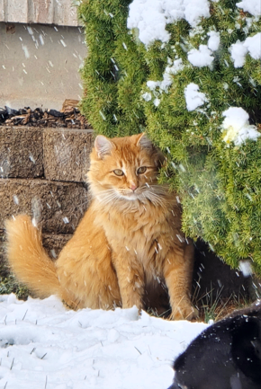 Picture of the Animal Listed